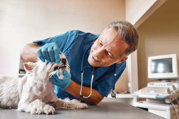 Best Emergency Care for Gum Disease in Dearborn Heights, MI